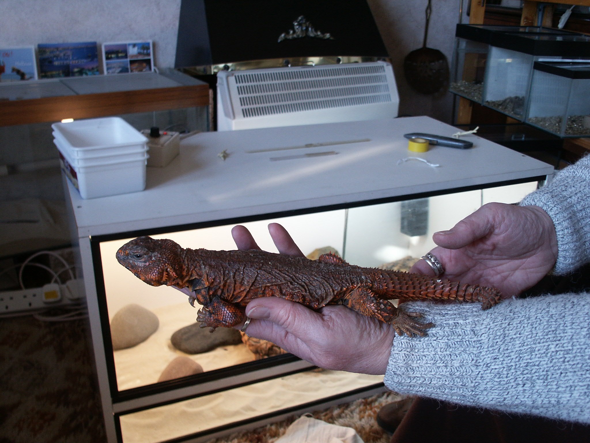 Catherine holding a Spiny Tailed Agamid